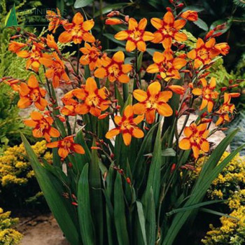 CROCOSMIA emily Mckensie  Godet 8/9 