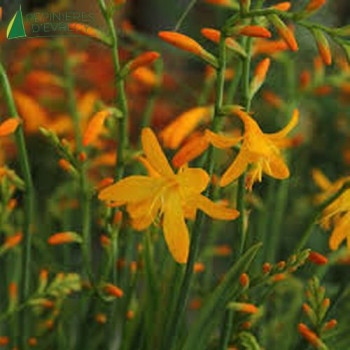 CROCOSMIA george davidson  Cont.3/4 L 