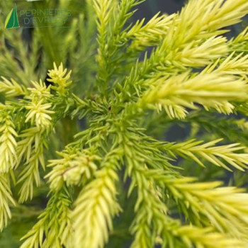 CRYPTOMERIA japonica Kyara Gold
