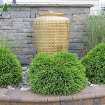 CRYPTOMERIA japonica Globosa Nana 1/2 Tige Cont.15/20 L 