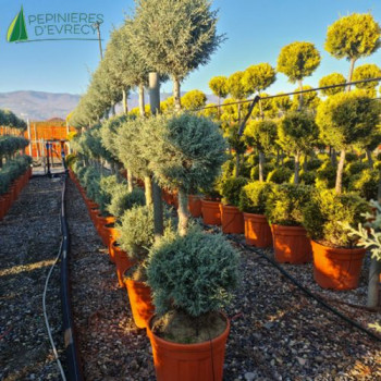 CUPRESSUS arizonica Fastigiata 3 pompons superposés 125/150 Cont.15/20 L 
