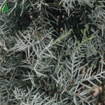 CUPRESSUS arizonica Fastigiata