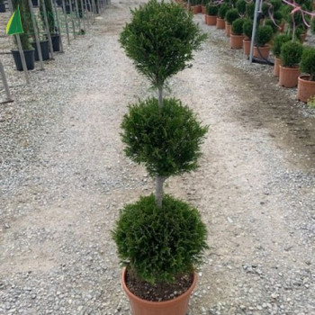 CUPRESSOCYPARIS Leylandii 2001 3 pompons superposés