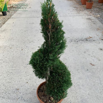 CUPRESSOCYPARIS Leylandii 2001 Spirale 80/100 Cont.10/12 L 