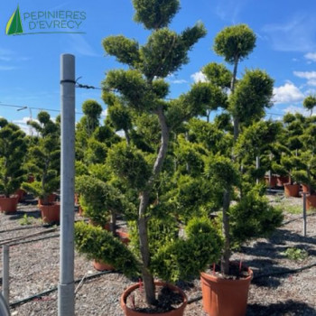 CUPRESSOCYPARIS Ley castlewellan gold Bonsai 200/250 Cont.30 L 