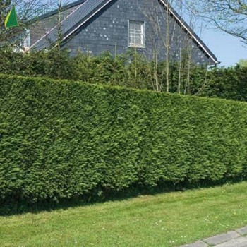 CUPRESSOCYPARIS Leylandii