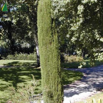 CUPRESSUS sempervirens Pyramidalis