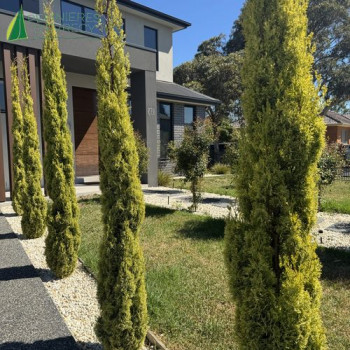 CUPRESSUS sempervirens Swane's Gold