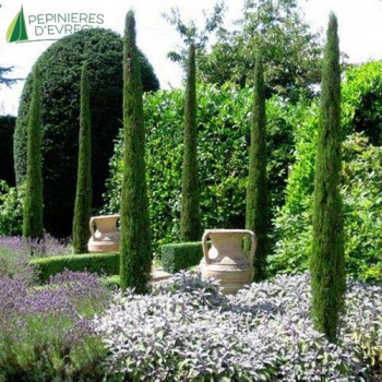 CUPRESSUS sempervirens Totem 100/125 Cont.10/12 L 