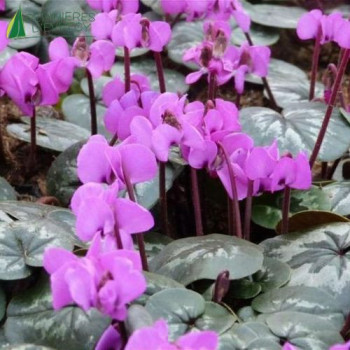 CYCLAMEN coum. Cyberia Dark Rose