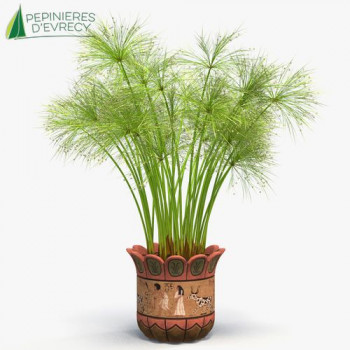 CYPERUS papyrus