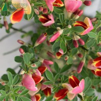 CYTISUS  Goldfinch  Cont.2/2.5 L 