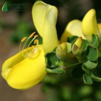 CYTISUS  Luna 40/60 Cont.3/4 L 