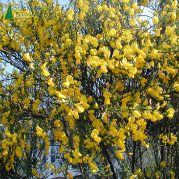 CYTISUS x praecox Allgold  Cont.2/2.5 L 