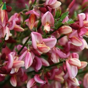 CYTISUS x praecox Hollandia  Cont.2/2.5 L 