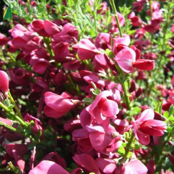CYTISUS scoparius Boskoop glory