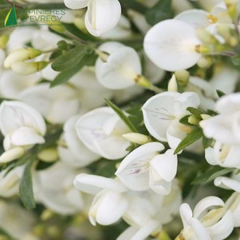 CYTISUS scoparius Albus 30/40 Cont.2/2.5 L 