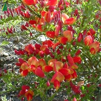 CYTISUS scoparius Lena
