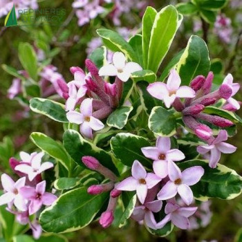 DAPHNE burkwoodii Astrid