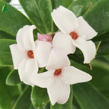DAPHNE Eternal Fragrance®  Cont.2/2.5 L 