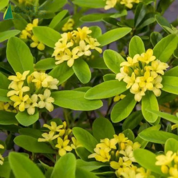 DAPHNE gemmata Royal Crown