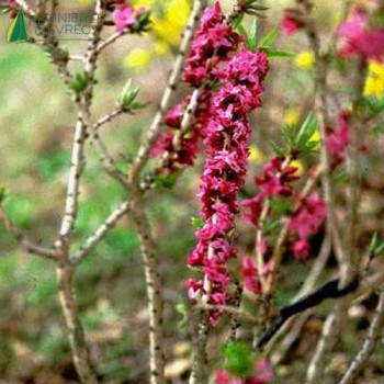 DAPHNE mezereum