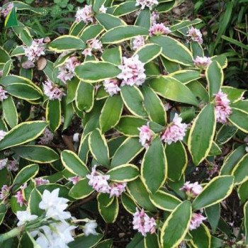 DAPHNE odora Aureomarginata