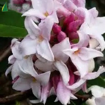 DAPHNE odora Perfum princess  Cont.2/2.5 L 