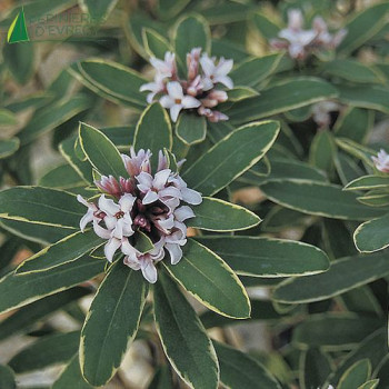 DAPHNE transatlantica Summer Ice
