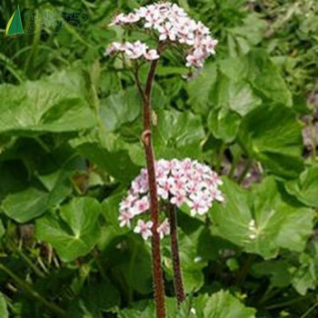 DARMERA peltata  Godet 8/9 