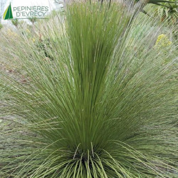 DASYLIRION longuissimum