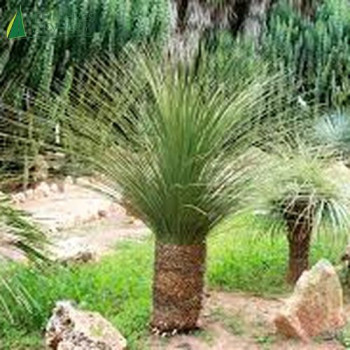 DASYLIRION serratifolium