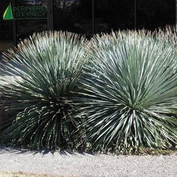 DASYLIRION wheeleri