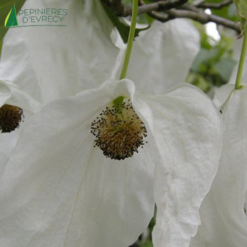 DAVIDIA involucrata