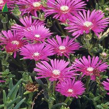 DELOSPERMA cooperi Carmin