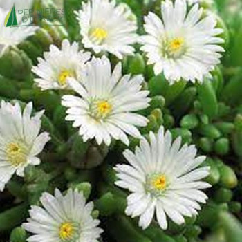 DELOSPERMA cooperi Graaf Reinet