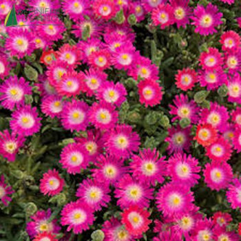DELOSPERMA jewel Amethist  Godet 8/9 
