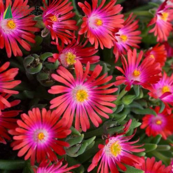 DELOSPERMA jewel Garnet  Godet 8/9 