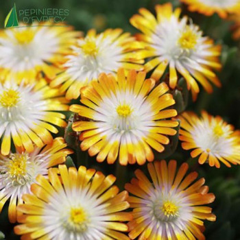 DELOSPERMA  Jewel Topaz