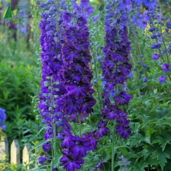 DELPHINIUM Magic Fontain Dark Blue  Godet 8/9 