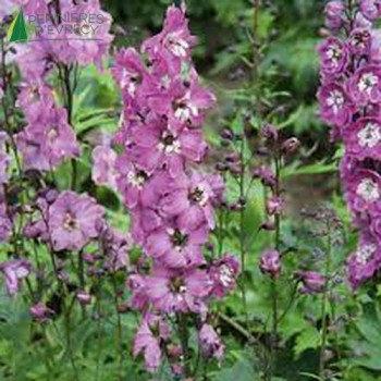 DELPHINIUM Magic Fontain Lilac Rose