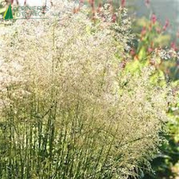 DESCHAMPSIA caespitosa