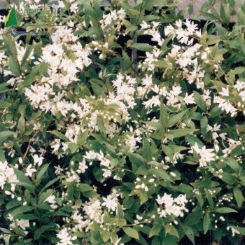 DEUTZIA gracilis Nikko 20/25 Cont.2/2.5 L 