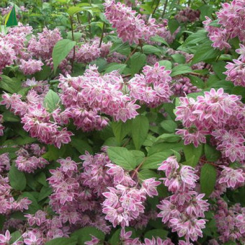 DEUTZIA x hybrida Perle rose