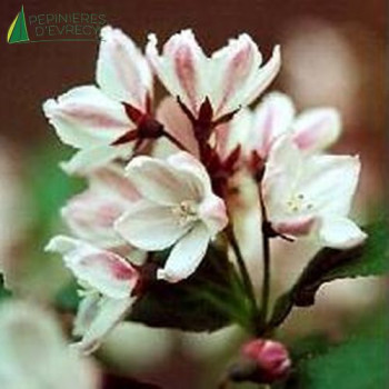 DEUTZIA purpurascens Kalmiiflora