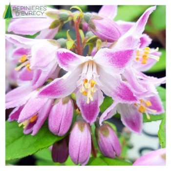 DEUTZIA Raspberry Sundae