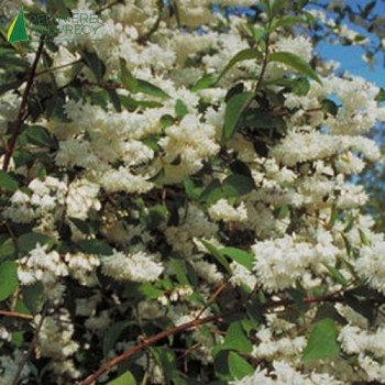 DEUTZIA scabra Pride of rochester
