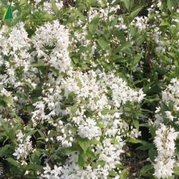 DEUTZIA gracilis 50/60 Cont.3/4 L 