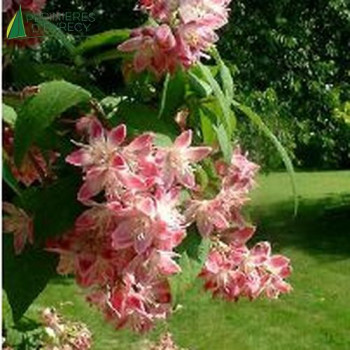 DEUTZIA x tourbillon rouge 60/80 Cont.5/7.5 L 