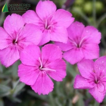 DIANTHUS hyb.lilac